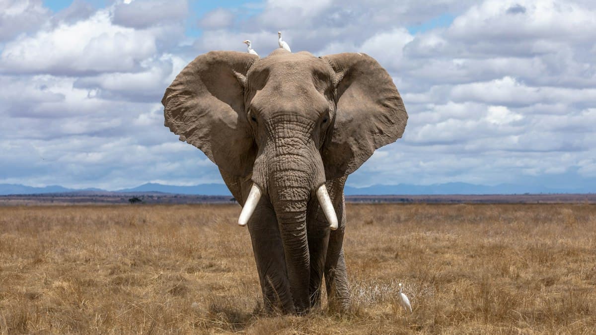 Leopards and Elephants: Ethical Wildlife Encounters in Sri Lanka